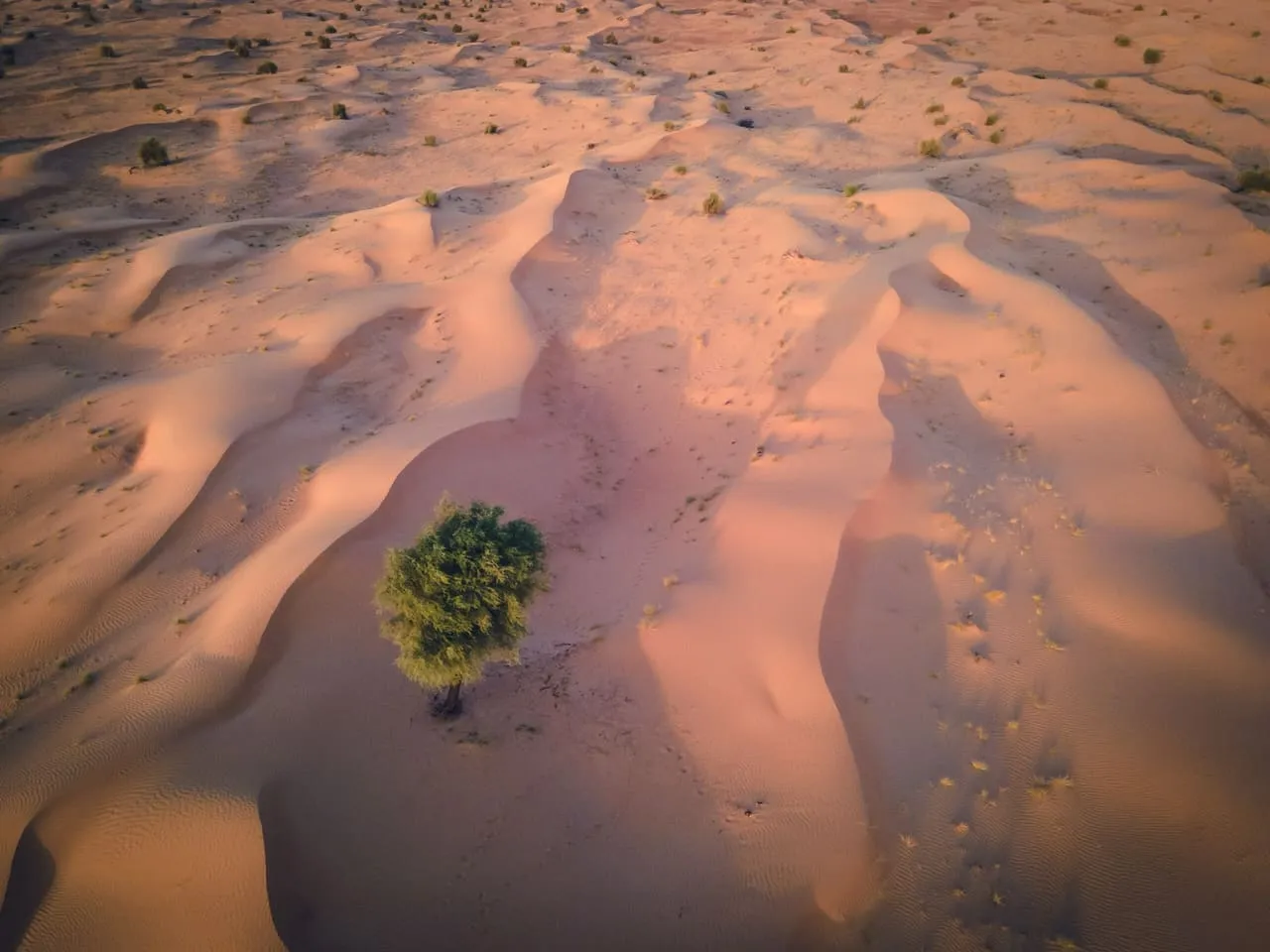 A lone tree among pale orange dunes in the Al Badayer desert in Sharjah, seen from above