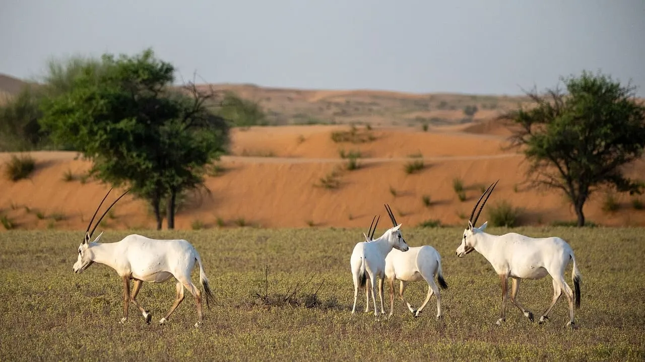 Four Arabian oryx walking past red dunes and ghaf trees in the Dubai Desert Conservation Reserve
