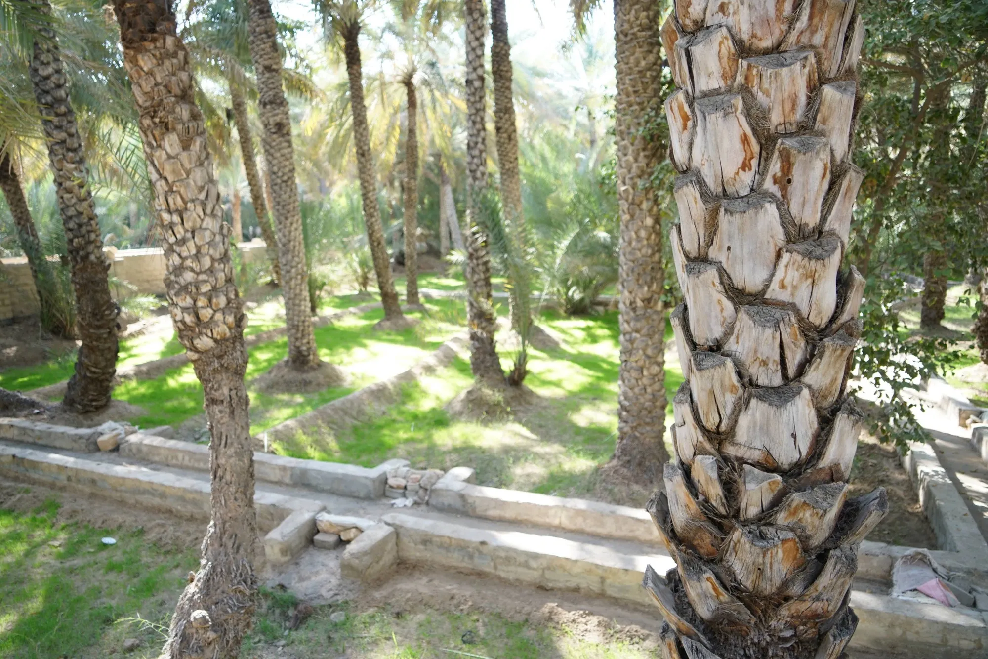 A stone-lined falaj irrigation channel between palm trunks in Al Ain Oasis