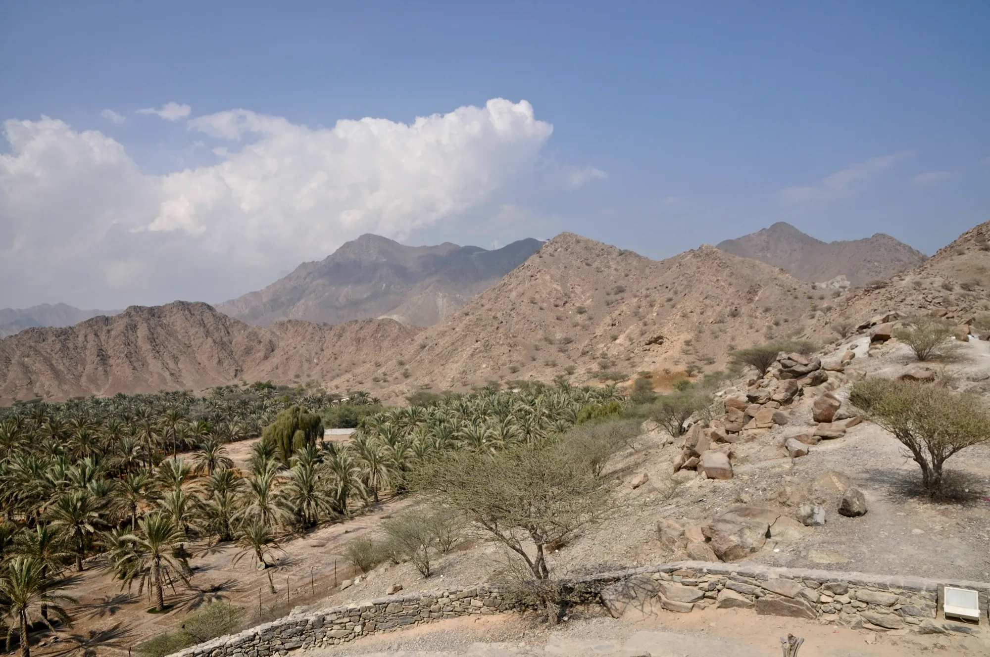 Date palm groves below the Hajar mountains near Khor Fakkan
