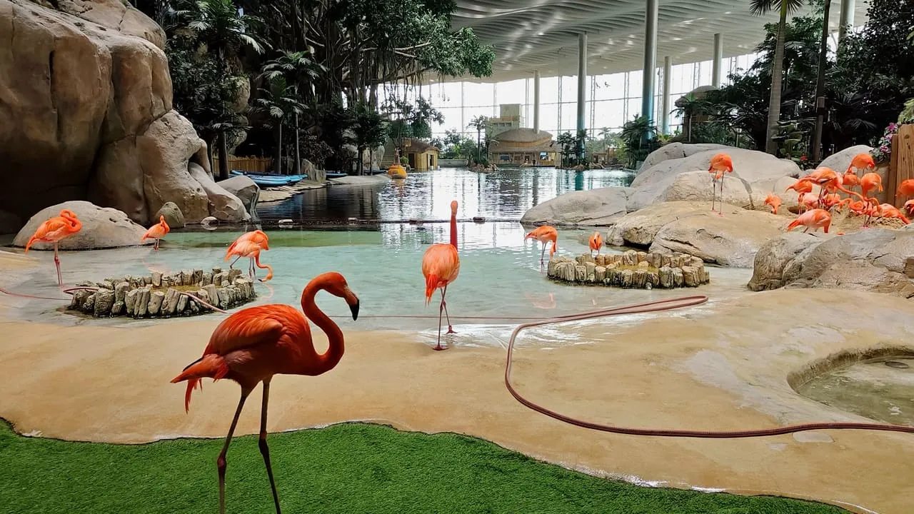 Flamingos by an indoor lagoon at SeaWorld Yas Island, Abu Dhabi