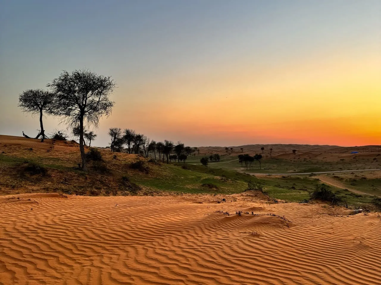 Trees silhouetted against the sunset above rippled dunes in the Al Wadi desert, Ras Al Khaimah